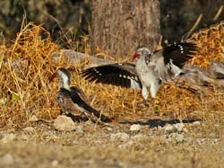 367-Red-billed Hornbills  70D2-4540