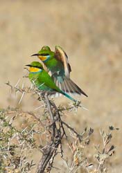368-Swallow-tailed Bee-eaters  70D2-4592