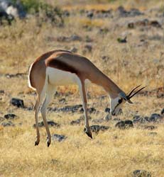 369-Thompsons Gazelle  70D2-4559