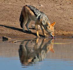 371-Black-backed Jackal  70D2-4575