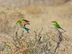 372-Swallow-tailed Bee-eaters  70D2-4602