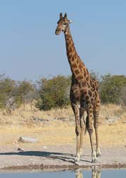 373-Giraffe  70D2-4626