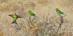 374-Swallow-tailed Bee-eaters  70D2-4608