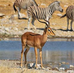 379-Black-faced Impala  70D2-4629