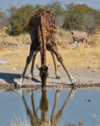 380-Giraffe  70D2-4635