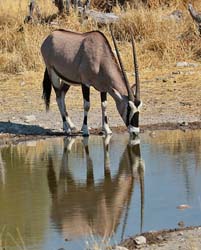 381-Oryx  70D2-4644