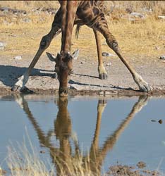 382-Giraffe  70D2-4652