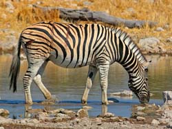 383-Wounded Zebra  A70D2-4664