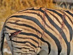 384-Wounded Zebra  B70D2-4664
