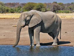385-Elephant  70D2-4668