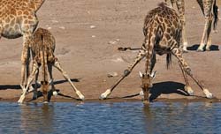 386-Giraffes  70D2-4691