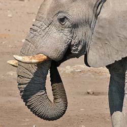 387-Elephant  70D2-4673