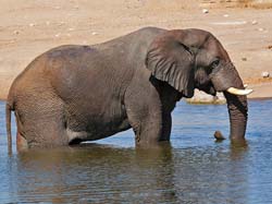 389-Elephant Spa Treatment  70D2-4686