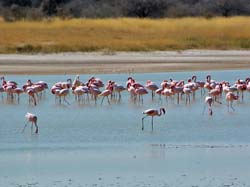 391-Flamingos  70D2-4705