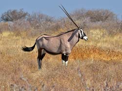 397-Oryx  70D2-4712