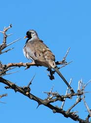 399-Namaqua Dove  70D2-4729