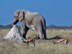 400-Elephant and Thompsons Gazelles  70D2-4730