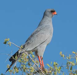 401-Goshawk  70D2-4756