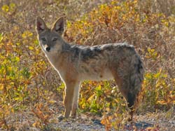 402-Black-backed Jackal  70D2-4770