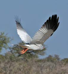 403-Goshawk  70D2-4762