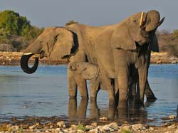 404-Elephants  70D2-4805