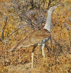 405-Kori Bustard  70D2-4773
