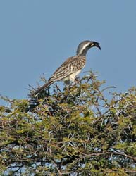 407-Hornbill  70D2-4779