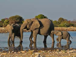 408-Elephants  70D2-4822