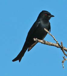 409-Fork-tailed Drongo  70D2-4785