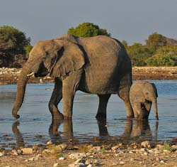 410-Elephants  70D2-4832