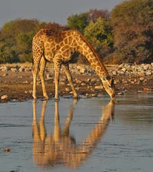 411-Giraffe 70D2-4849
