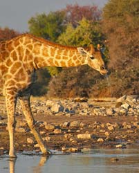 413-Giraffe  70D2-4854