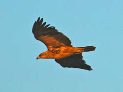 414-Martial Eagle  70D2-4868