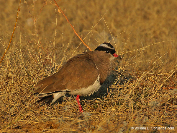 420-Crowned Lapwing  70D2-4871