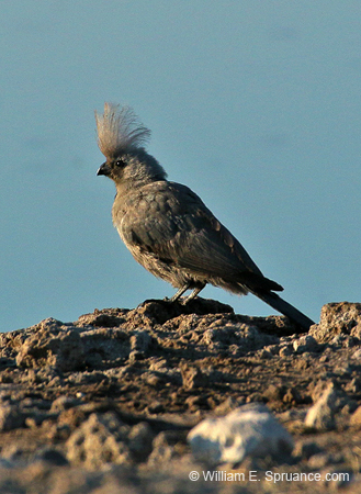 421-Grey Go-away-bird  70D2-4878