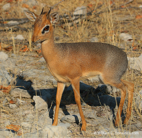 422-Kirks Dik-dik  70D2-4915