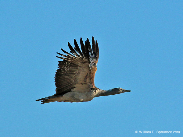 423-Kori Bustard  70D2-4899