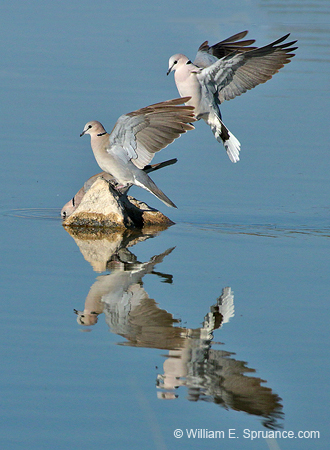426-Cape Turtle Doves  70D2-4986