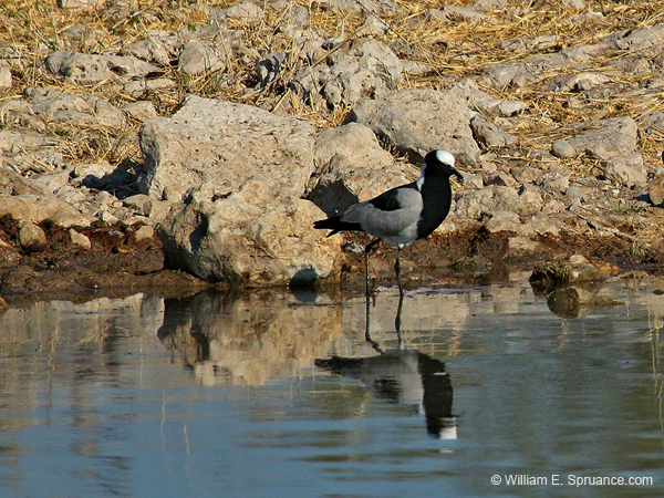 427-Blacksmith Lapwing  70D2-4993