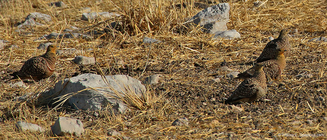 428-Namaqua Sandgrouse  70D2-5037