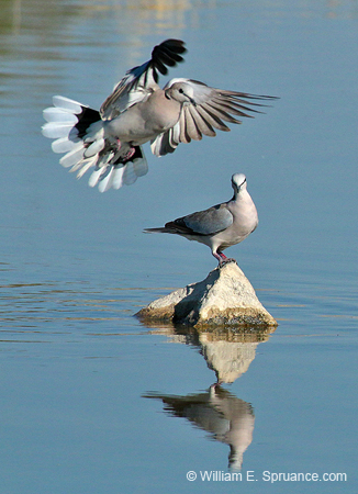 429-Cape Turtle Doves  70D2-5010