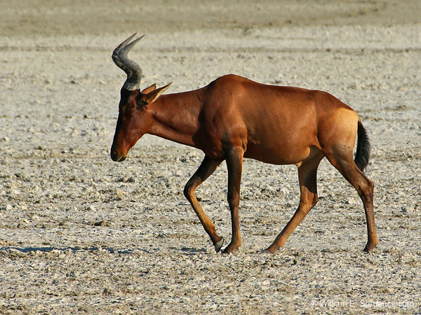 430-Red Hartebeest  70D2-4909