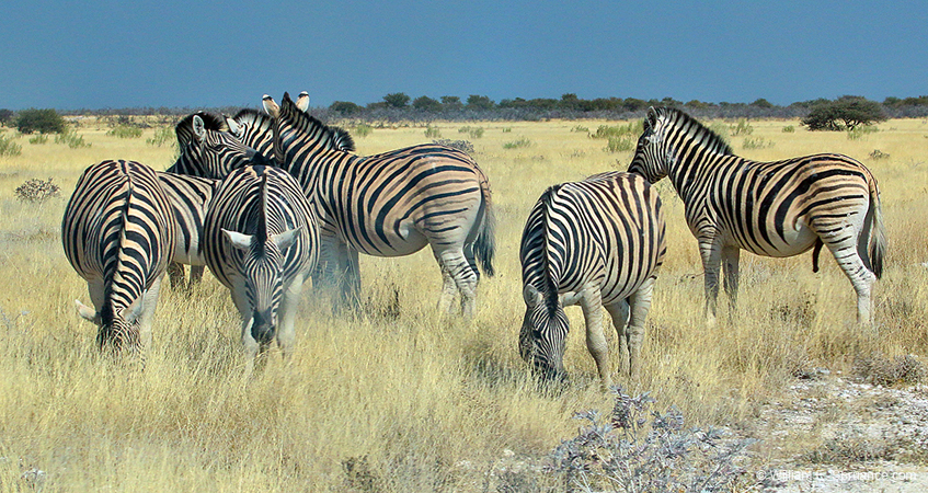 431-Zebras  70D2-5061