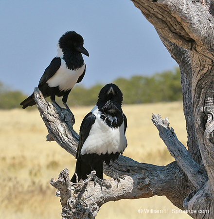 433-Pied Crows  70D2-5062