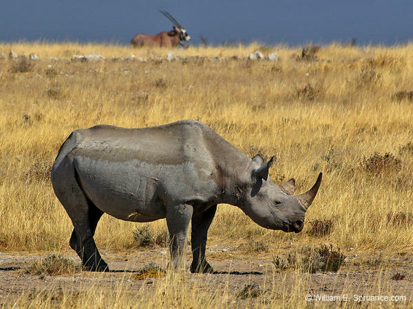 436-Black Rhino and Gemsbok  70D2-5077