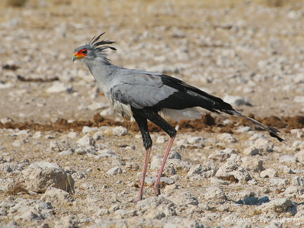 440-Secretarybird  70D2-5087