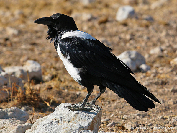 443-Pied Crow  70D2-5122