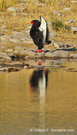 445-Bateleur  7J8E2356