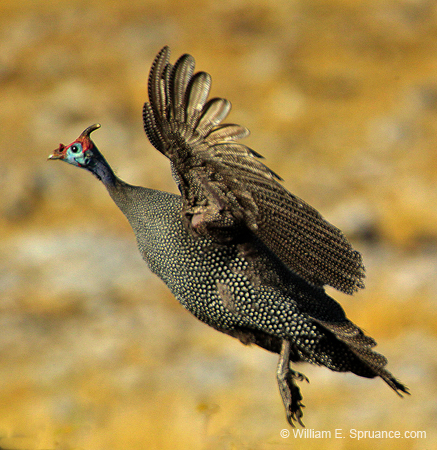 446-Helmeted Guineafowls  7J8E2346