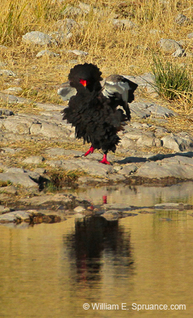 447-Bateleur  7J8E2372